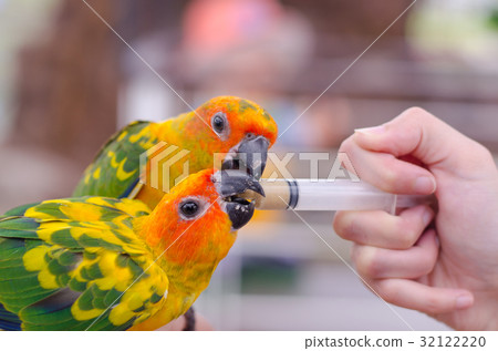 Women feeding birds through a syringe 32122220