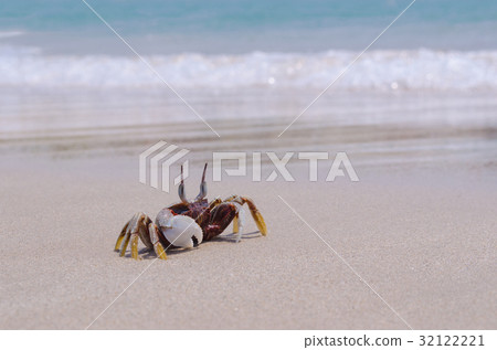 Crab on the beach,Summer sea. 32122221