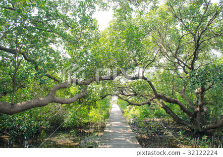 Tropical mangrove forest at coast. Tropical mangrove forest at coast. 32122224