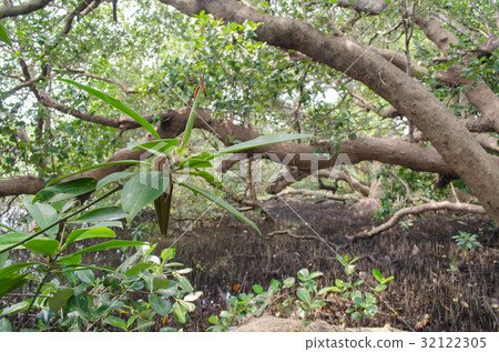 Tropical mangrove forest at coast. Tropical mangrove forest at coast. 32122305