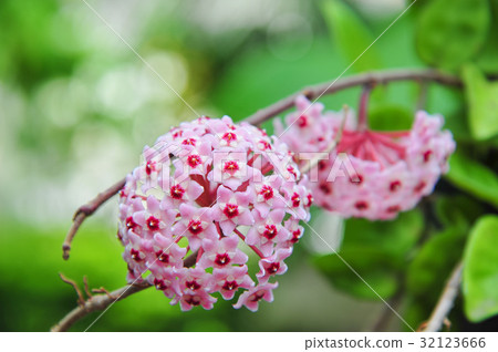 twin pink hoya 32123666