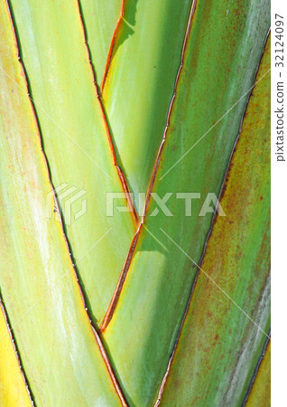 Natural big banana's stalk (Traveler palm tree) Natural big banana's stalk (Traveler palm tree) 32124097