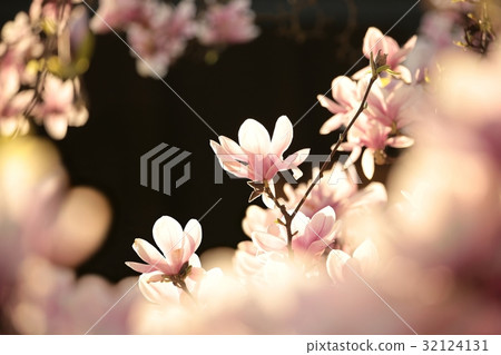 Blooming flower on a magnolia tree Blooming flower on a magnolia tree 32124131