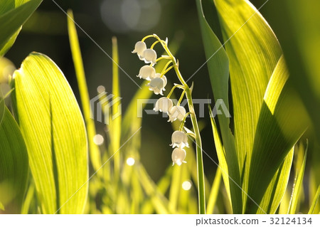 Lily of the valley in the forest Lily of the valley in the forest 32124134