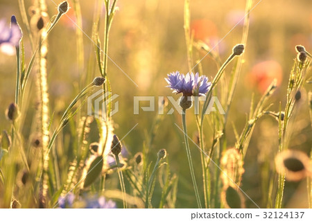 Cornflower in the field at dusk 32124137