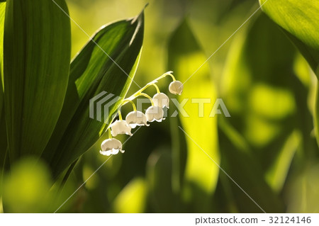 Lily of the valley in the forest Lily of the valley in the forest 32124146
