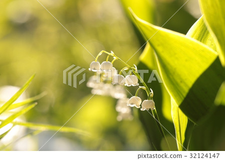 Lily of the valley in the forest Lily of the valley in the forest 32124147