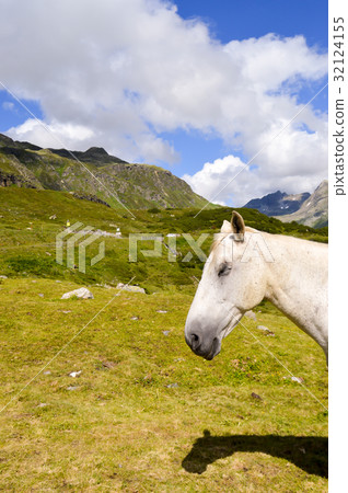 Head of a gray horse in the Tyrolean Head of a gray horse in the Tyrolean 32124155
