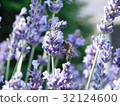 bees in garden 32124600