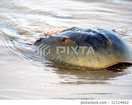 South Bethany the Horseshoe crab on a beach 2016 South Bethany the Horseshoe crab on a beach 2016 32124662