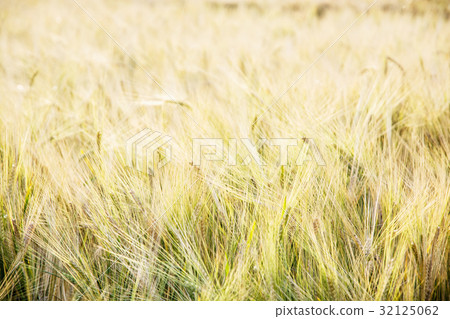 Yellow wheat field Yellow wheat field 32125062
