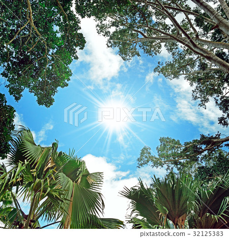 Sun in the sky and background of tree branches 32125383