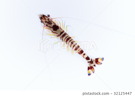 Prawn prawn Prawn prawn 32125447