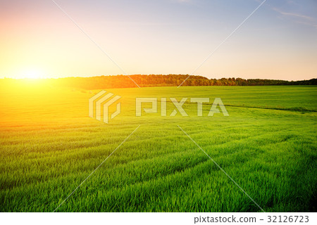 Morning landscape with green field,  32126723