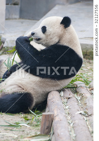 Panda in the meal 32127556