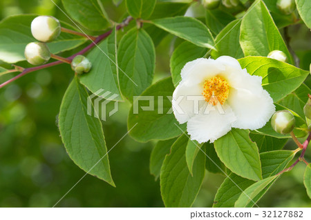 Nutsubaki初夏 Nutsubaki初夏 32127882