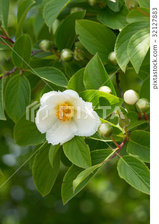 Nutsubaki early summer 32127883