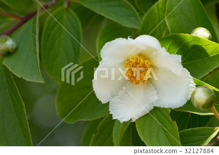 Nutsubaki early summer 32127884