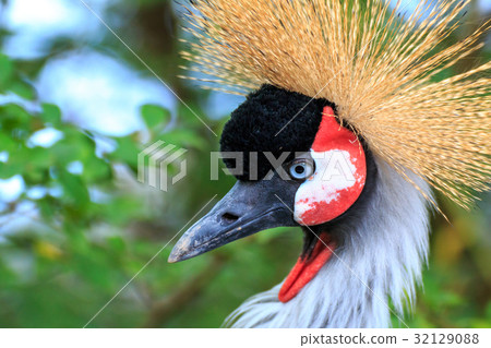 White-crowned crane 32129088
