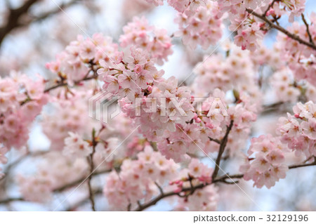 櫻花 32129196