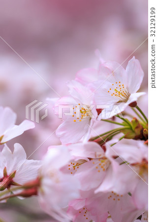 櫻花 32129199