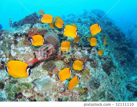 泰國和陶島的鵝口瘡蝴蝶 32131110