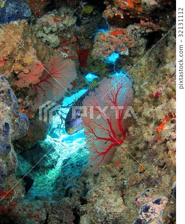 “害羞” 32131112