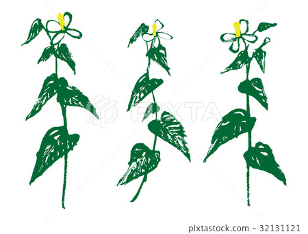 Dokudami watercolor painting Dokudami watercolor painting 32131121