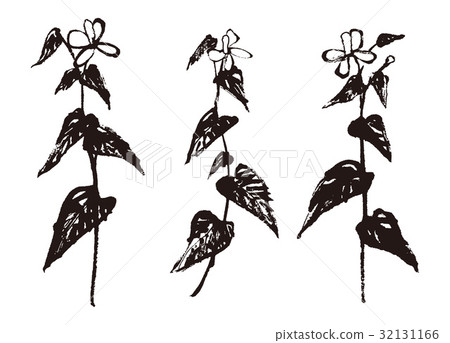 Dokudami watercolor painting Dokudami watercolor painting 32131166