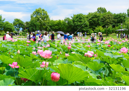 Lotus Rota of ancient lotus rice lotus pond 32131196