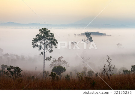 Fog in forest at Thung Salang Luang Fog in forest at Thung Salang Luang 32135285