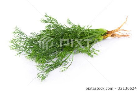 fresh dill on white background 32136624