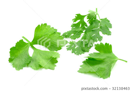 Parsley herb isolated on white background. Parsley herb isolated on white background. 32138463