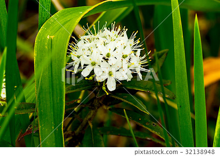 Rishiri Rebuns Sarobetsu National Park 32138948