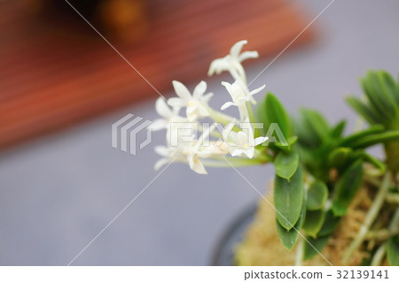 Fuquilan花 Fuquilan花 32139141