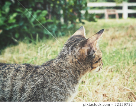 Kitten cat Kitten cat 32139753