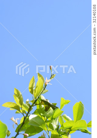 檸檬芽·花蕾·鮮花·水果 32140108