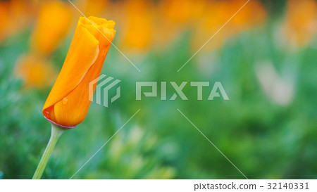 Orange California poppy flower. 32140331