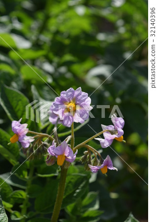 馬鈴薯花 馬鈴薯花 32140396