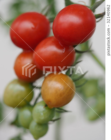 Household vegetable garden mini tomato in the veranda July Household vegetable garden mini tomato in the veranda July 32140962