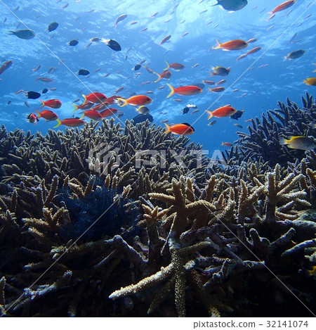 Creatures in the sea Creatures in the sea 32141074