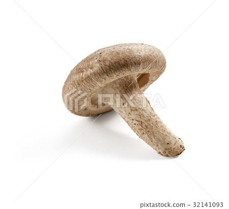 香菇（背跳） 32141093