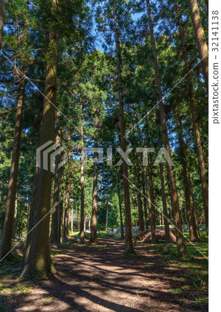 Historic site Cypress forest of Nanao Castle Ruins 32141138