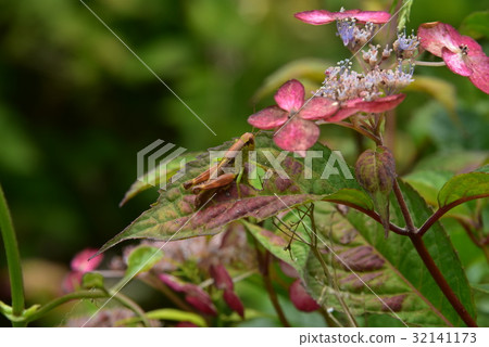 Tonosama beatta和繡球花 Tonosama beatta和繡球花 32141173