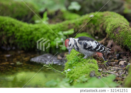 A young achingagrass (male) Great Spotted Woodpecker A young achingagrass (male) Great Spotted Woodpecker 32141251