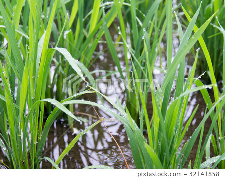 在米的水滴 32141858