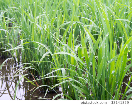 在米的水滴 32141859