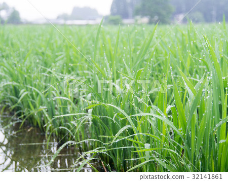 在米的水滴 在米的水滴 32141861