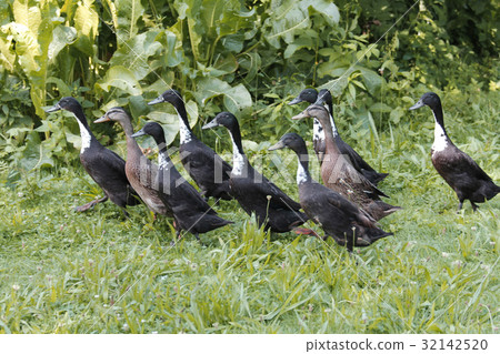 a flock of running entes 32142520