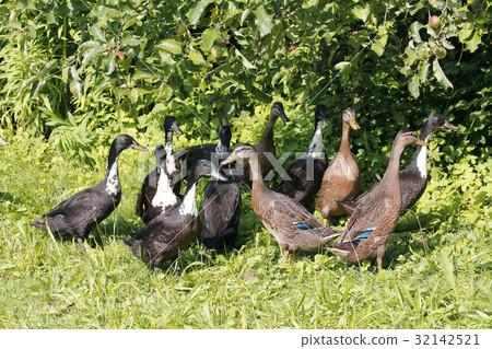 a flock of running entes a flock of running entes 32142521